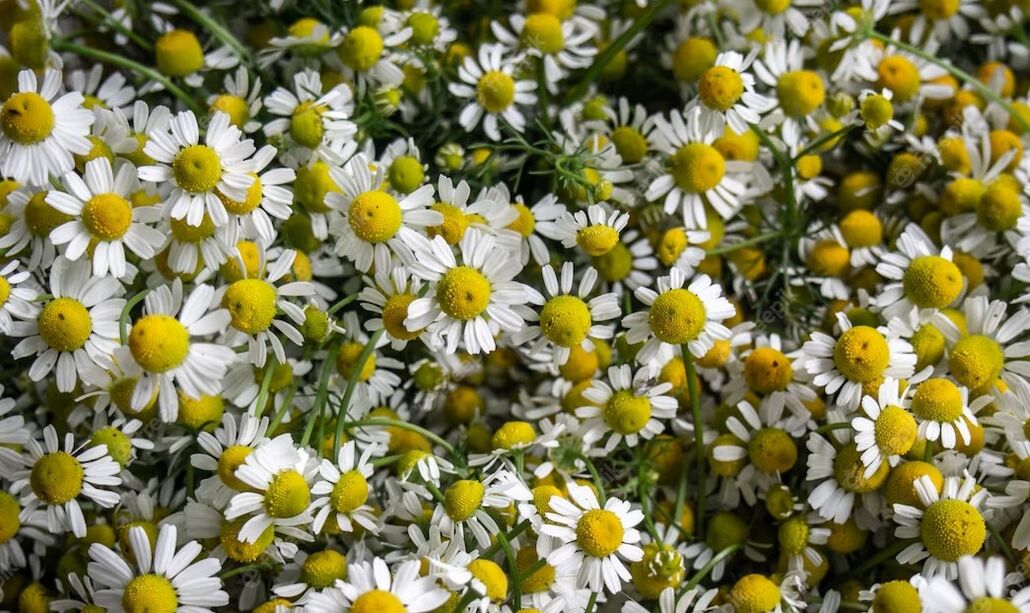 Chamomile stimulates blood circulation and helps to eliminate wrinkles