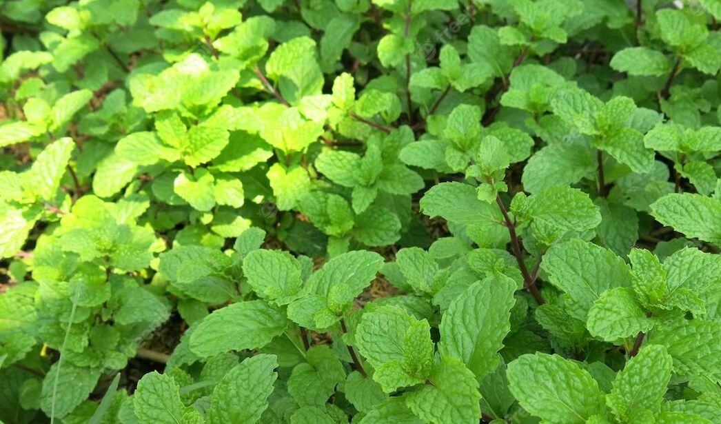 Peppermint has a rejuvenating effect thanks to the arginine in its composition