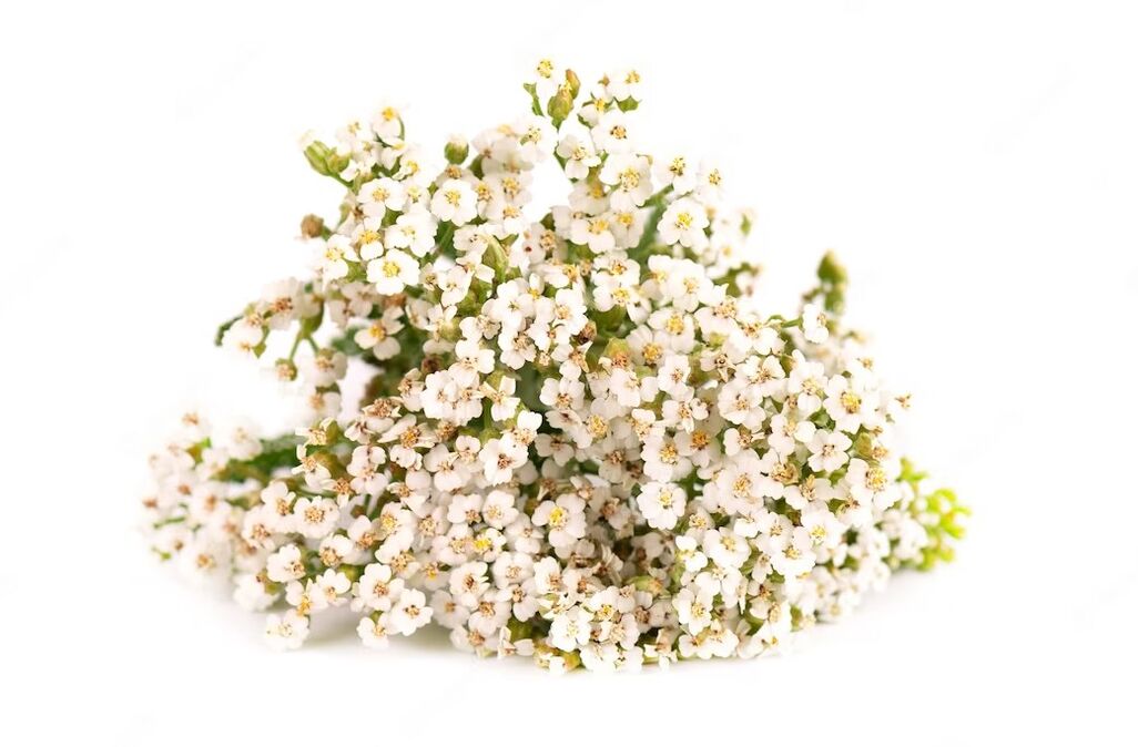Yarrow cleans, nourishes and soothes the skin, making it fresher, smoother and softer